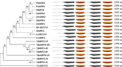 The suppression of TdMRP3 genes reduces the phytic acid and increases the nutrient accumulation in durum wheat grain